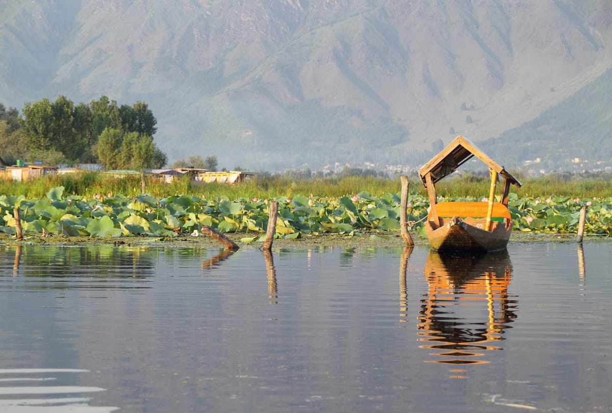 A wooden shikara resting among lotus leaves on Dal Lake