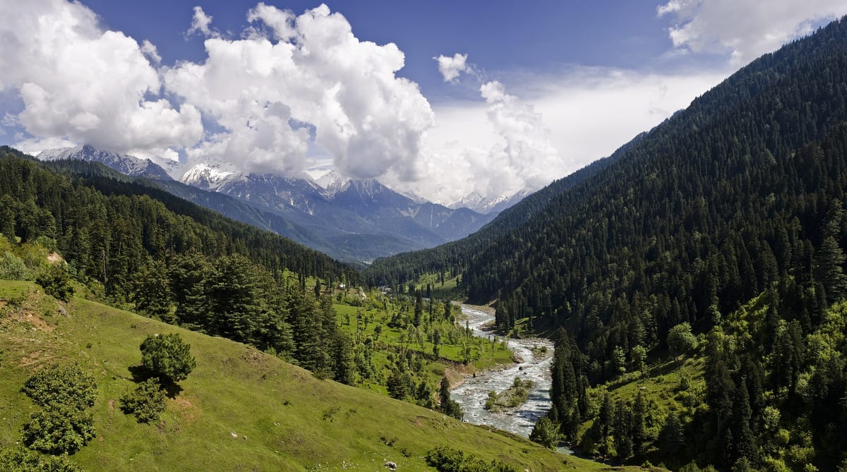 Green Lidder valley and pine forest, Pahalgam